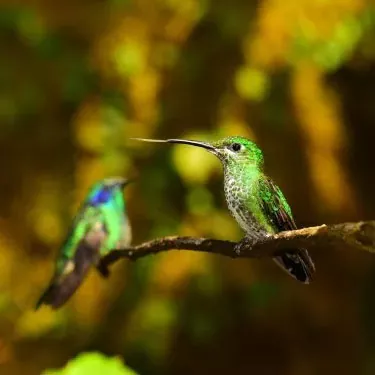 آیا مرغ مگس خوار هنگام غذا خوردن محدوده حرکتی مشخصی دارند؟